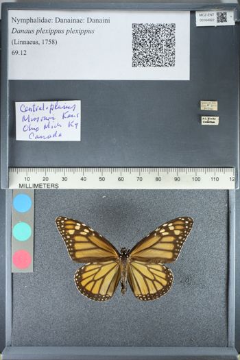 Media type: image;   Entomology 164922